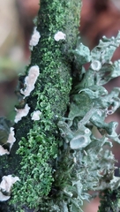 Byssomerulius corium