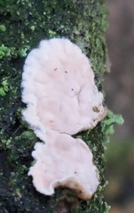 Byssomerulius corium