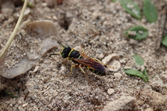 Philanthus ventilabris