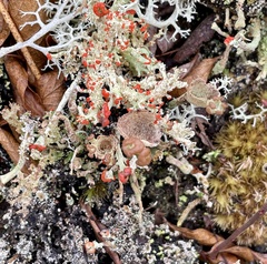 Cladonia gracilis