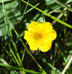 Geum montanum