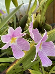 Miltoniopsis