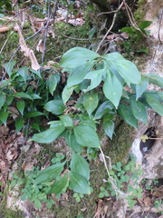 Ruscus colchicus