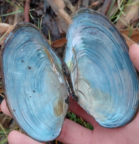 Swan Mussel