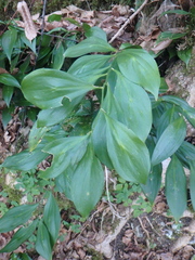 Ruscus colchicus