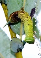 Smerinthus ocellata