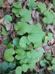 Doronicum caucasicum