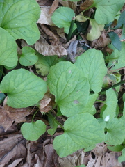 Doronicum caucasicum
