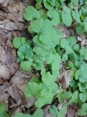 Doronicum caucasicum