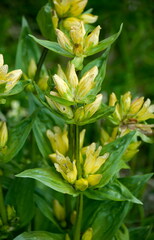 Gentiana punctata