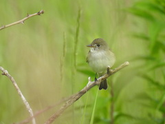 Empidonax traillii