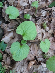 Doronicum caucasicum