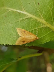 Ostrinia nubilalis