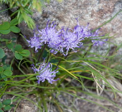 Phyteuma hemisphaericum