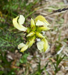 Pedicularis tuberosa