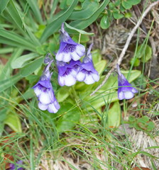 Pinguicula leptoceras