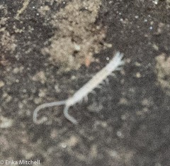 Symphyla