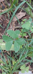 Oxalis latifolia