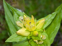 Gentiana punctata