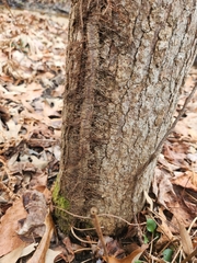 Toxicodendron radicans