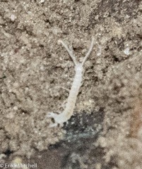 Symphyla