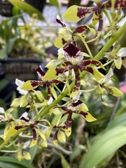 Prosthechea sceptra