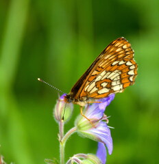 Euphydryas intermedia