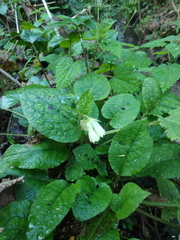 Symphytum grandiflorum