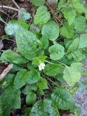 Symphytum grandiflorum