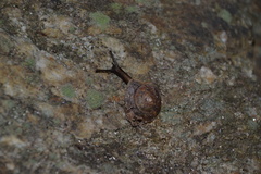 Helicigona lapicida