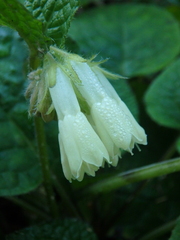 Symphytum grandiflorum