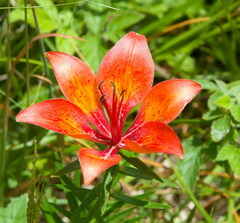Lilium bulbiferum