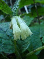 Symphytum grandiflorum