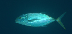 Caranx bartholomaei