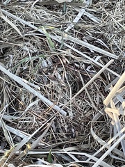 Symplocarpus foetidus