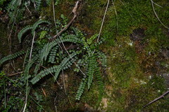 Asplenium trichomanes