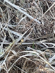 Symplocarpus foetidus