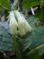 Symphytum grandiflorum