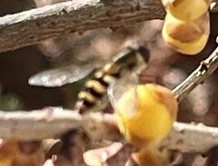 Syrphus rectus