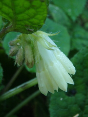 Symphytum grandiflorum