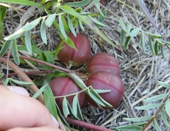 Astragalus crassicarpus