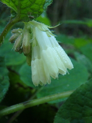 Symphytum grandiflorum