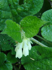 Symphytum grandiflorum