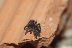 Philaeus chrysops