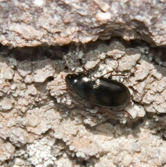 Amara familiaris