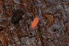 Bilobella braunerae