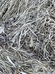 Symplocarpus foetidus