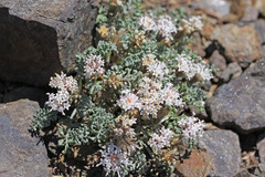 Chaenactis douglasii alpina