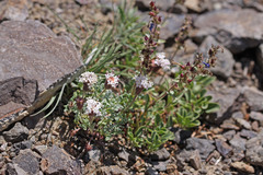 Chaenactis douglasii alpina