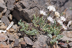 Chaenactis douglasii alpina